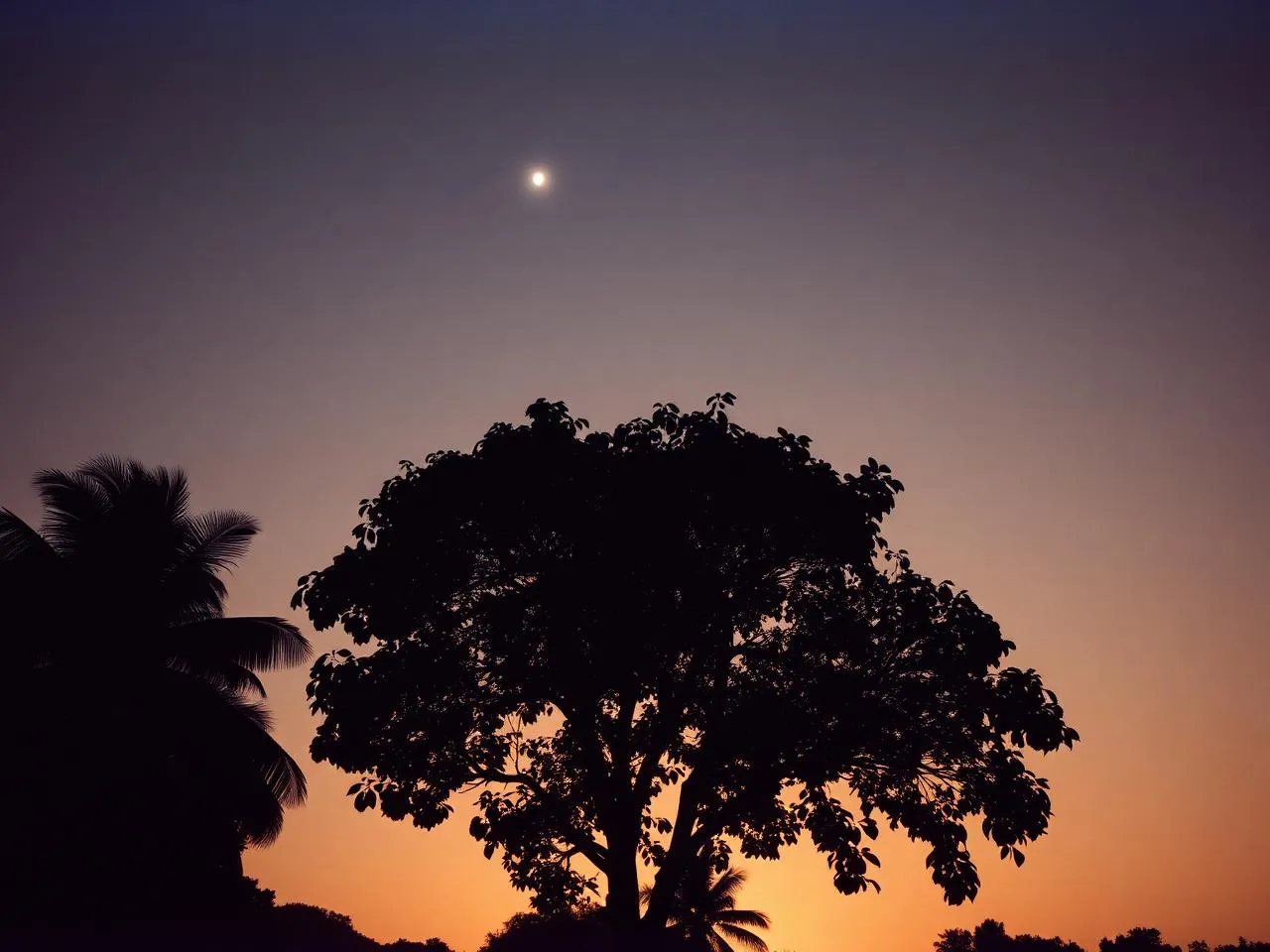 Silhouette of a banyan tree beneath a bright pole star at dusk